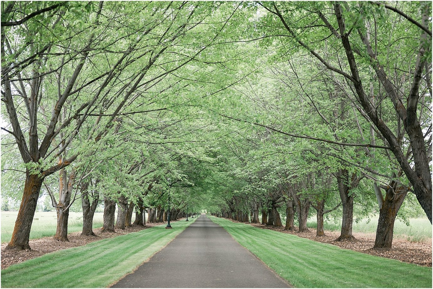 oakshire estate wedding venue driveway with grove of tree
