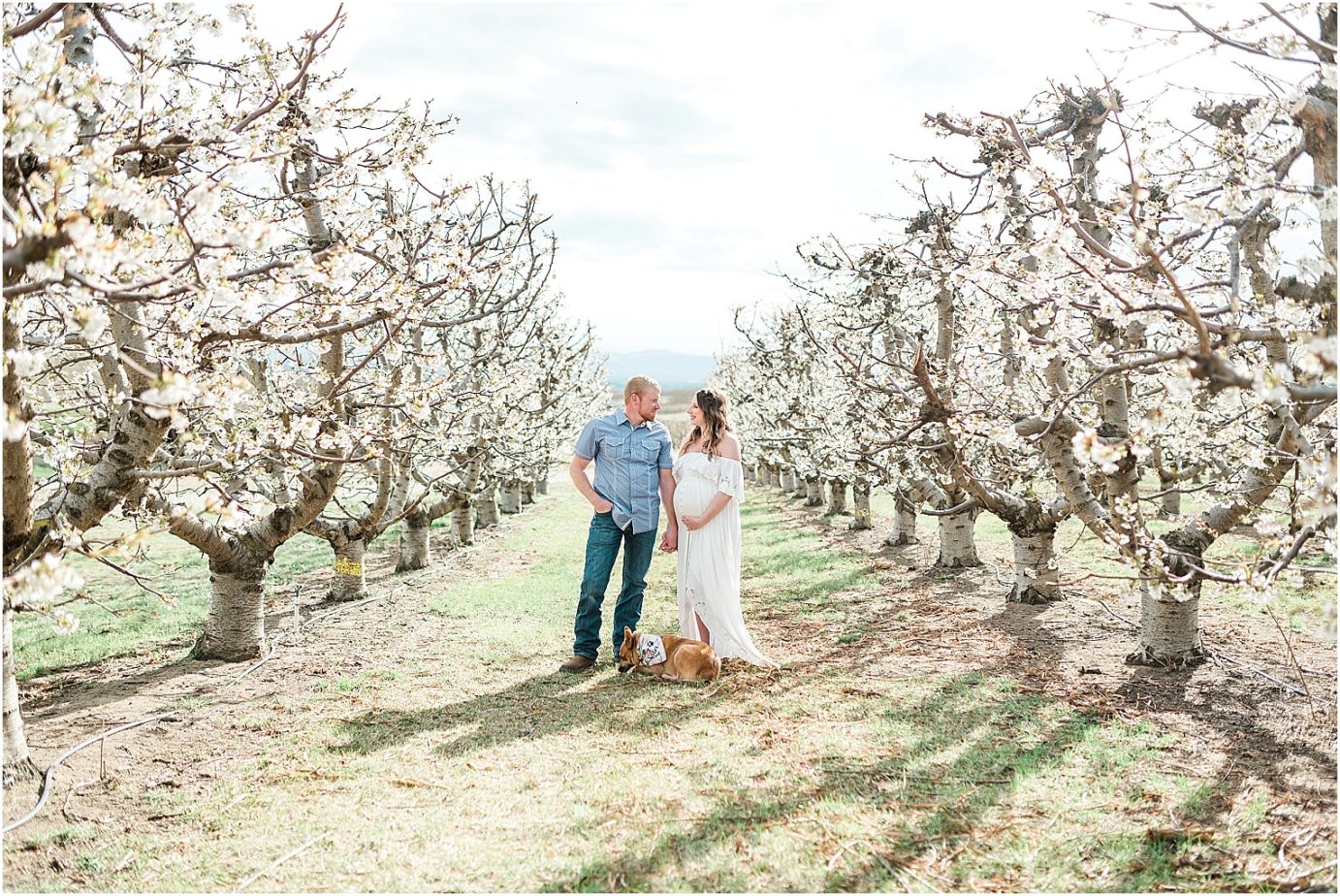 County Maternity Session couple posing in cherry blossoms orchard