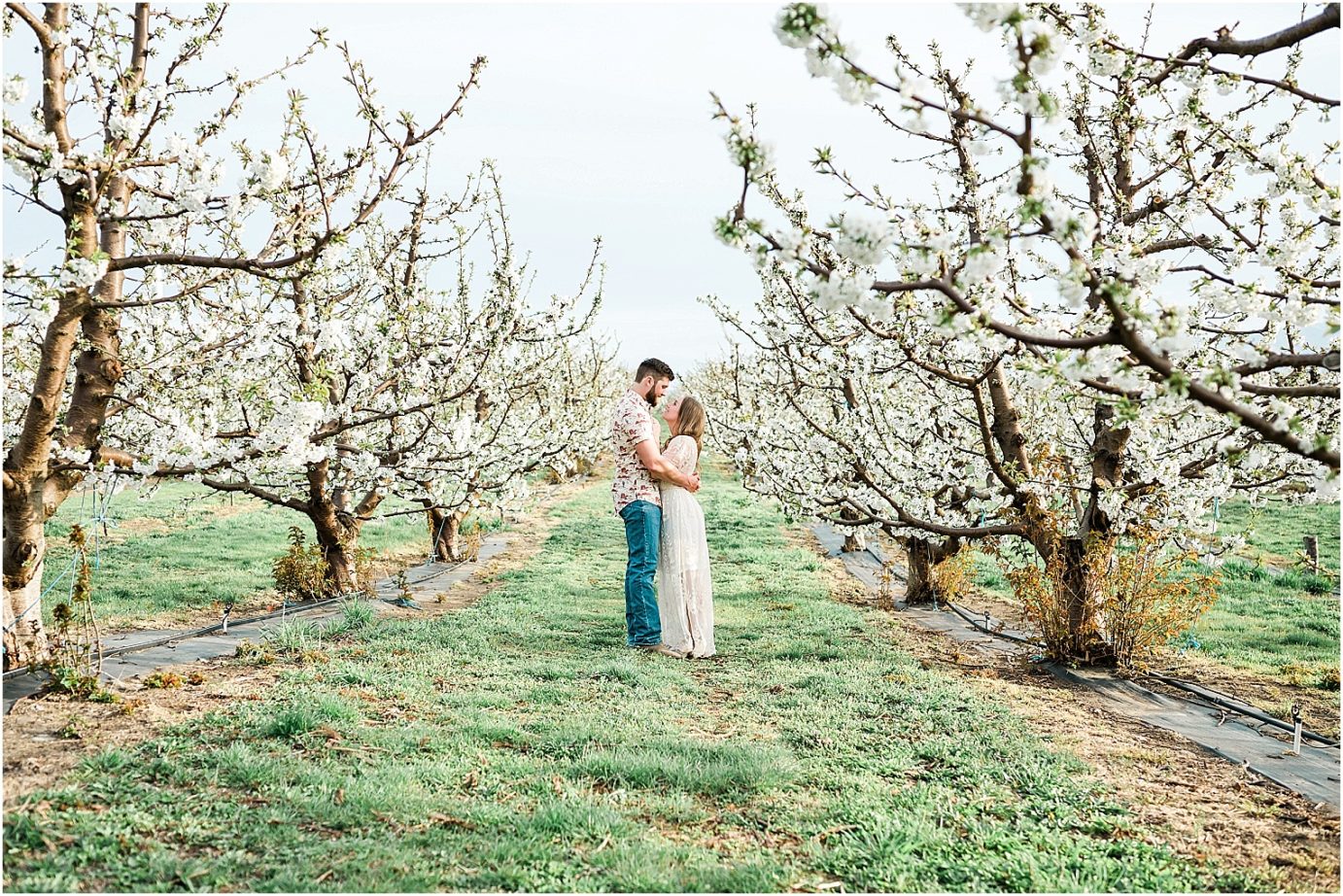 eastern washington engagement session PNW photographer Travis and arianna hugging in a cherry orchard