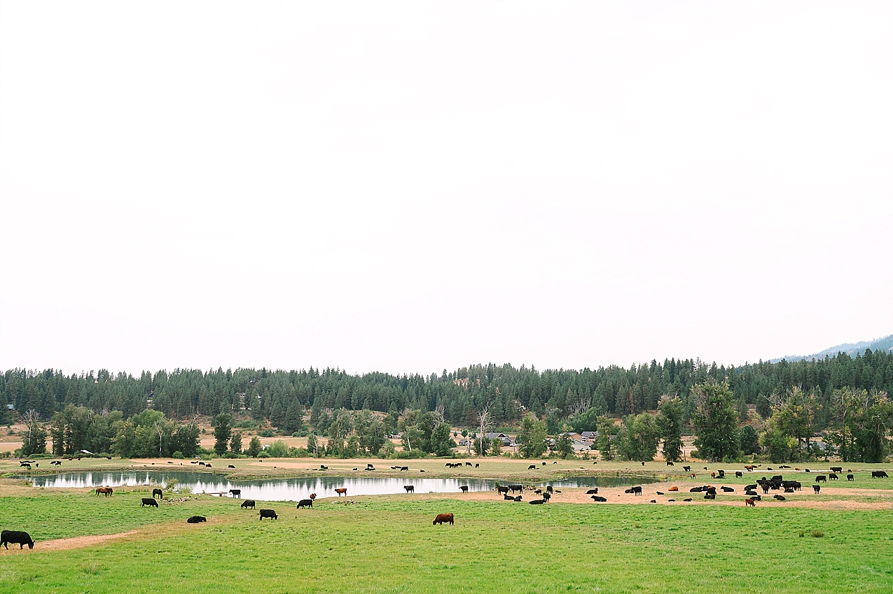 The Cattle Barn Wedding Ellensburg WA Andrew and Dani cow pasture
